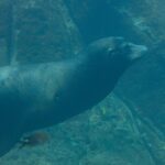 A California sea lion swimming side-on in green water, its body streamlined, white whiskers, above a rocky bottom where small fish pass