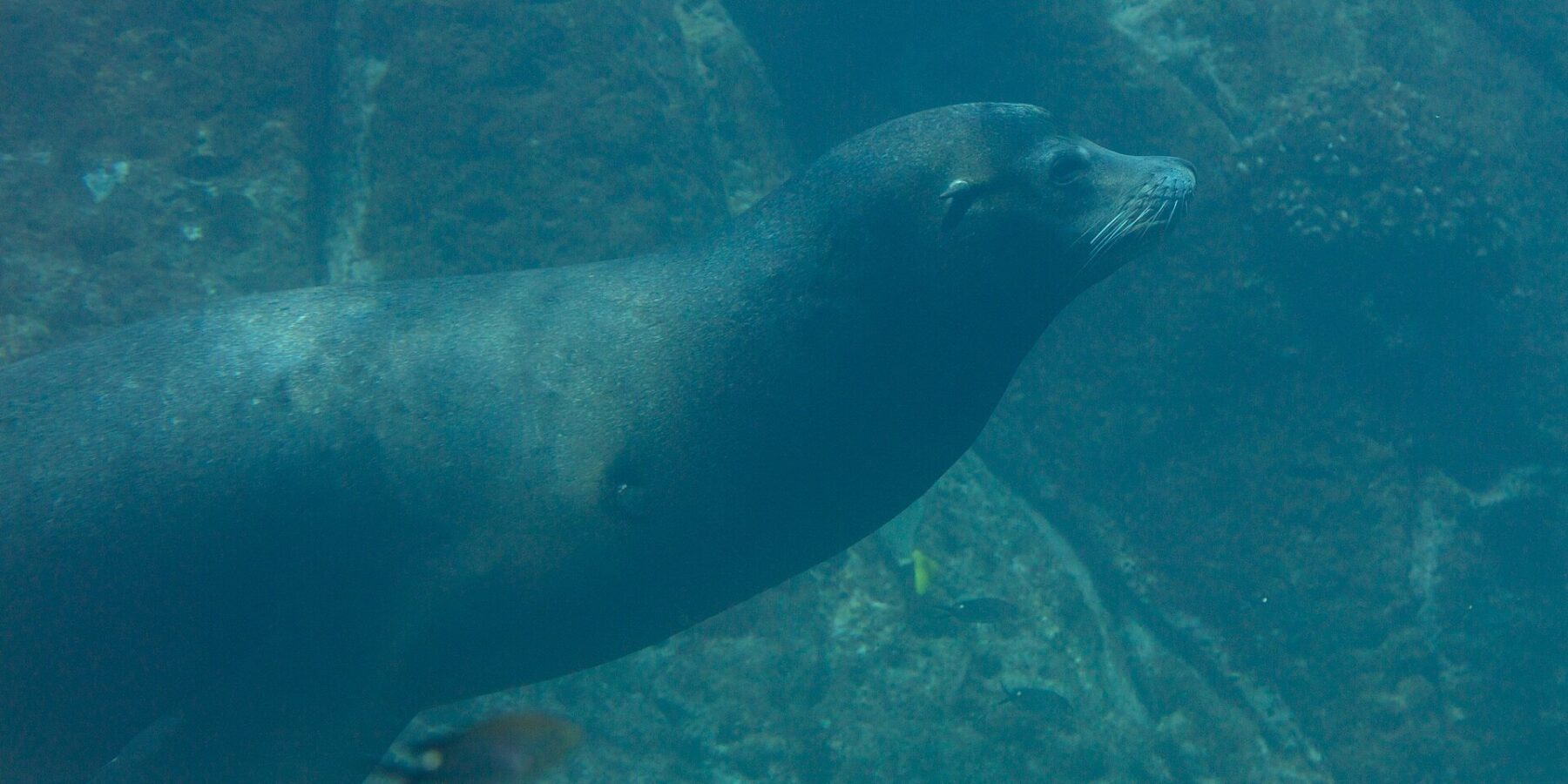 A California sea lion swimming side-on in green water, its body streamlined, white whiskers, above a rocky bottom where small fish pass