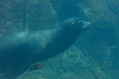 A California sea lion swimming side-on in green water, its body streamlined, white whiskers, above a rocky bottom where small fish pass