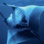 An oceanic manta seen from below, its white belly marked with large black spots, gill slits visible, a trevally beneath it, the surface above