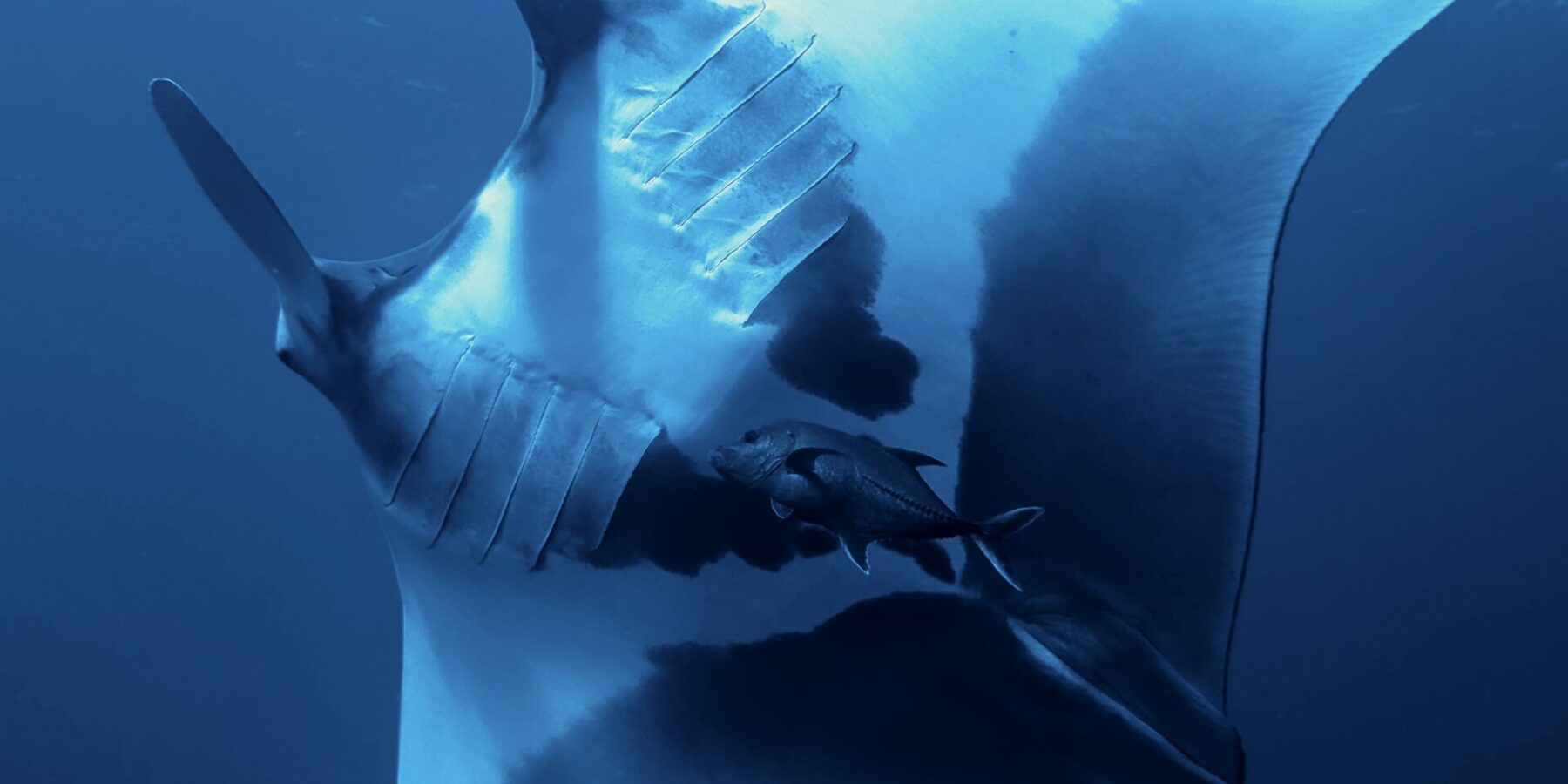 An oceanic manta seen from below, its white belly marked with large black spots, gill slits visible, a trevally beneath it, the surface above
