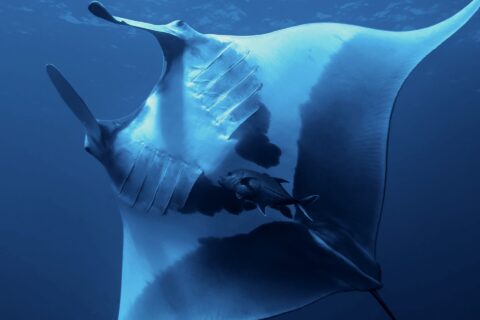 An oceanic manta seen from below, its white belly marked with large black spots, gill slits visible, a trevally beneath it, the surface above