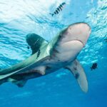 An oceanic whitetip shark with white-edged fins swims below the surface, surrounded by striped pilot fish