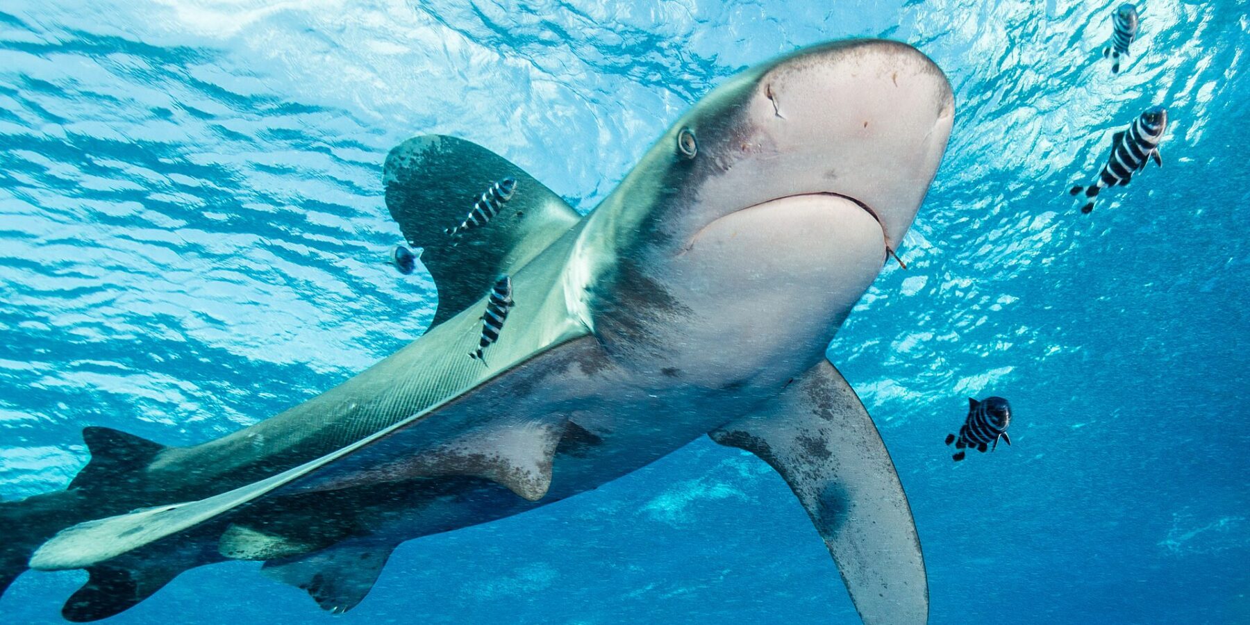 An oceanic whitetip shark with white-edged fins swims below the surface, surrounded by striped pilot fish