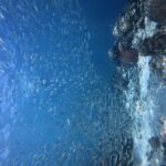 Thousands of silver sardines in a tight school in blue water, against the wall where a red brain coral stands out.