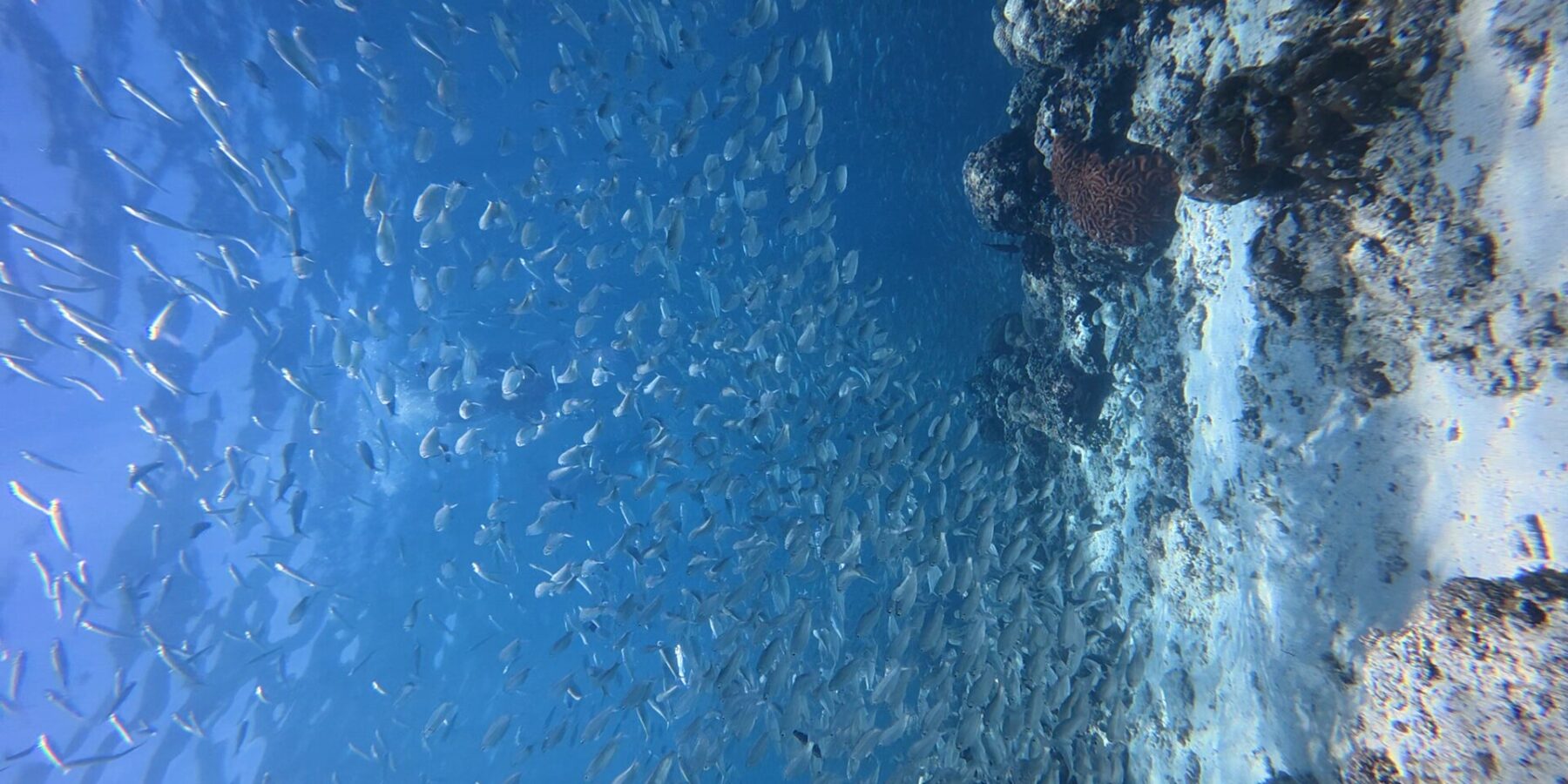 Thousands of silver sardines in a tight school in blue water, against the wall where a red brain coral stands out.