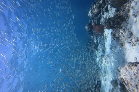 Thousands of silver sardines in a tight school in blue water, against the wall where a red brain coral stands out.