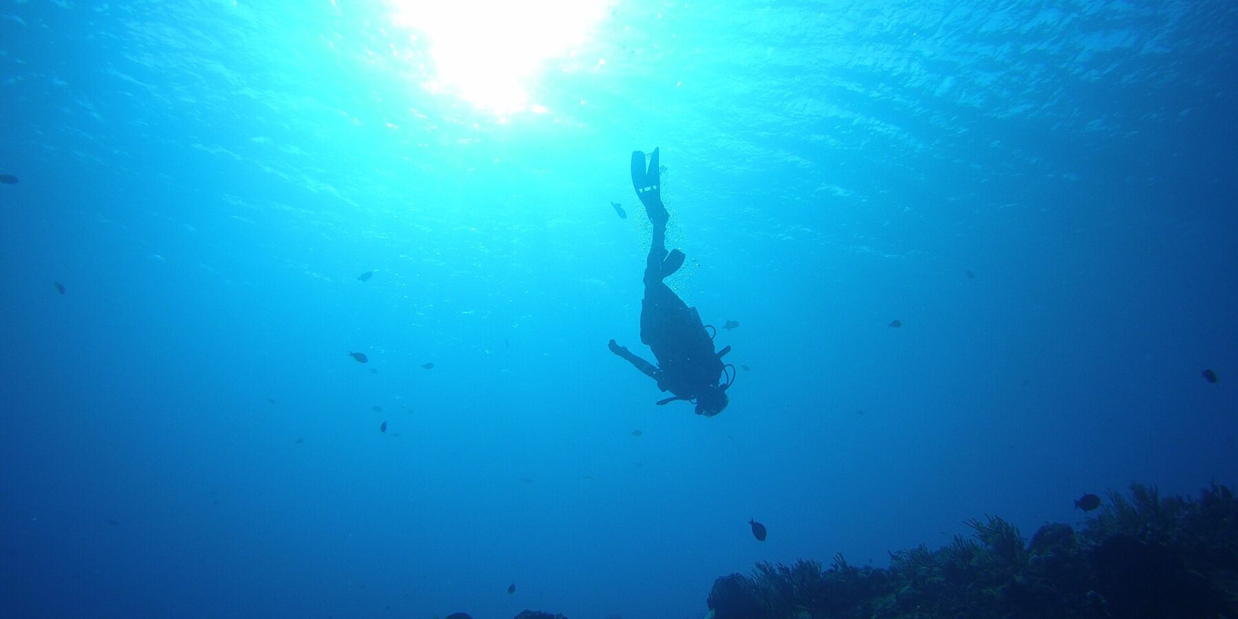 The silhouette of a diver heading down head-first toward the Palancar Gardens reef, the sun backlit at the surface, sea fans on the bottom