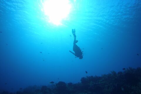 The silhouette of a diver heading down head-first toward the Palancar Gardens reef, the sun backlit at the surface, sea fans on the bottom