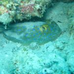 A bluespotted ribbontail ray resting on the sand under a coral overhang, in turquoise water