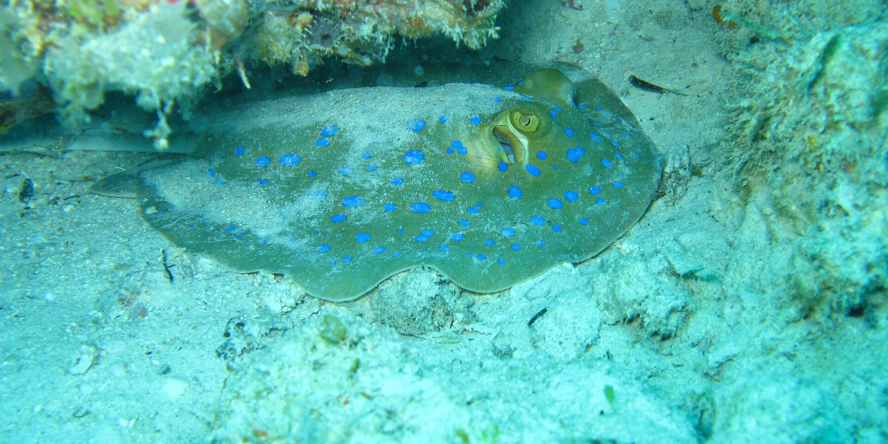 A bluespotted ribbontail ray resting on the sand under a coral overhang, in turquoise water