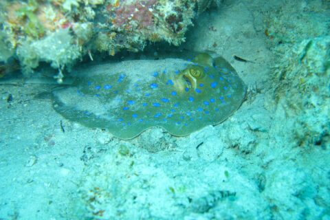 A bluespotted ribbontail ray resting on the sand under a coral overhang, in turquoise water