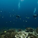 Two divers hovering in the deep blue above a garden of plate and table corals, surrounded by yellow and black striped sergeant majors, their bubbles rising toward the surface.