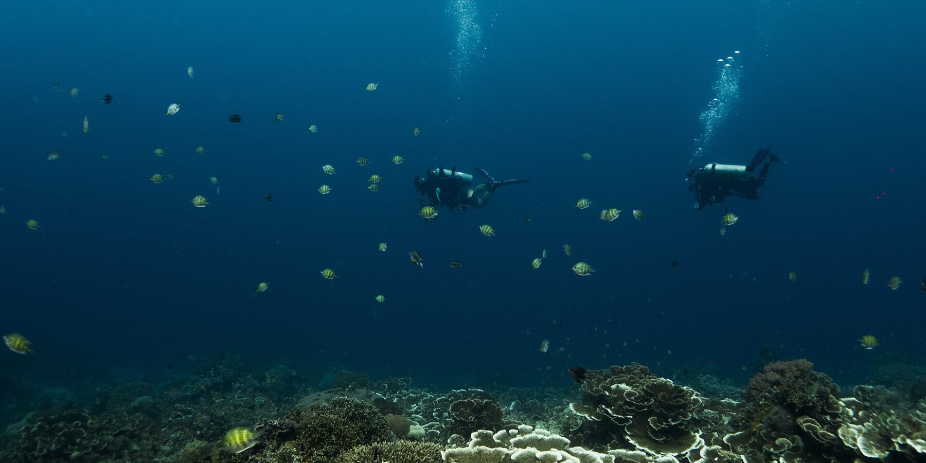 Two divers hovering in the deep blue above a garden of plate and table corals, surrounded by yellow and black striped sergeant majors, their bubbles rising toward the surface.