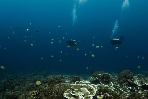 Two divers hovering in the deep blue above a garden of plate and table corals, surrounded by yellow and black striped sergeant majors, their bubbles rising toward the surface.
