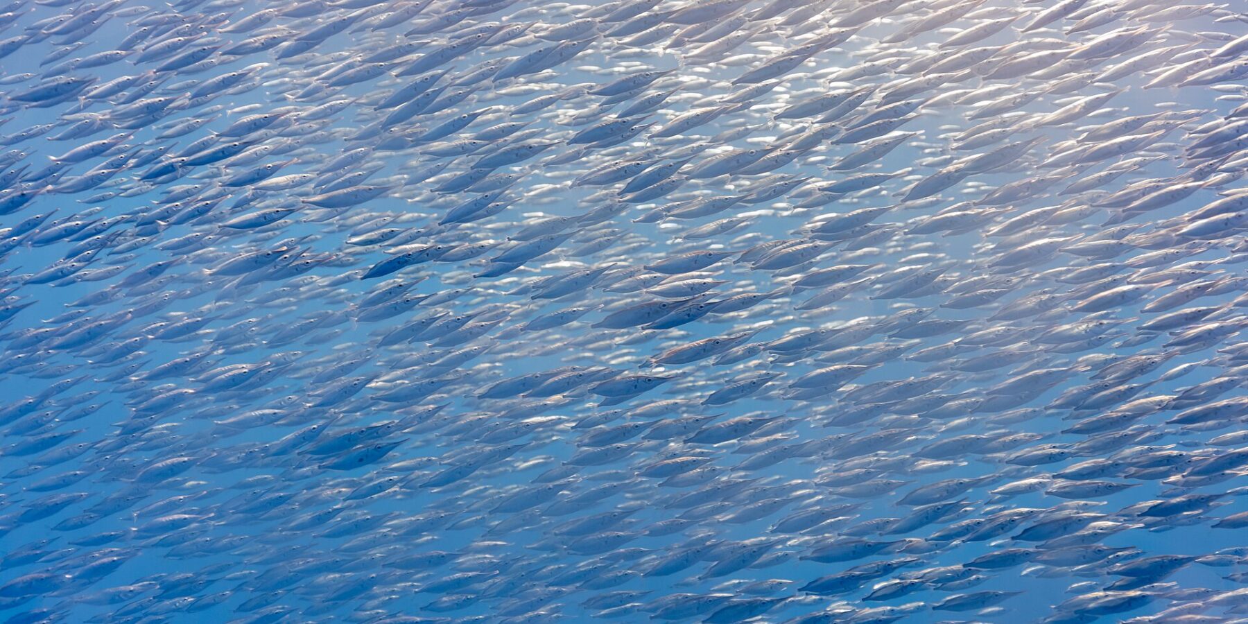 A tight school of silver snipefish, small fish with long tube-shaped snouts, fills the whole frame diagonally, lit by the sun at top right in blue water