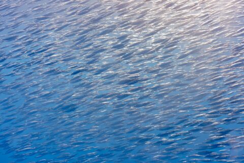 A tight school of silver snipefish, small fish with long tube-shaped snouts, fills the whole frame diagonally, lit by the sun at top right in blue water