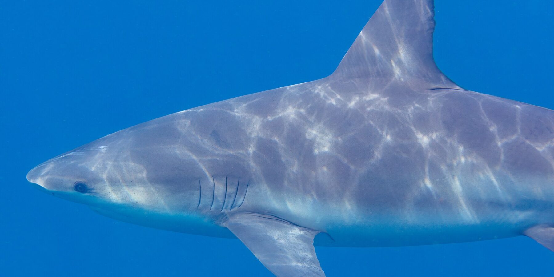 Close-up profile of a bull shark swimming left, short rounded snout, gill slits and broad dorsal fin, its gray back streaked with sun reflections against a plain blue background.