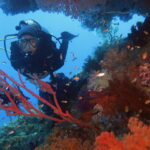 A diver in a black wetsuit facing the camera, framed by red sea fans and orange soft corals where small anthias swim, against blue water.