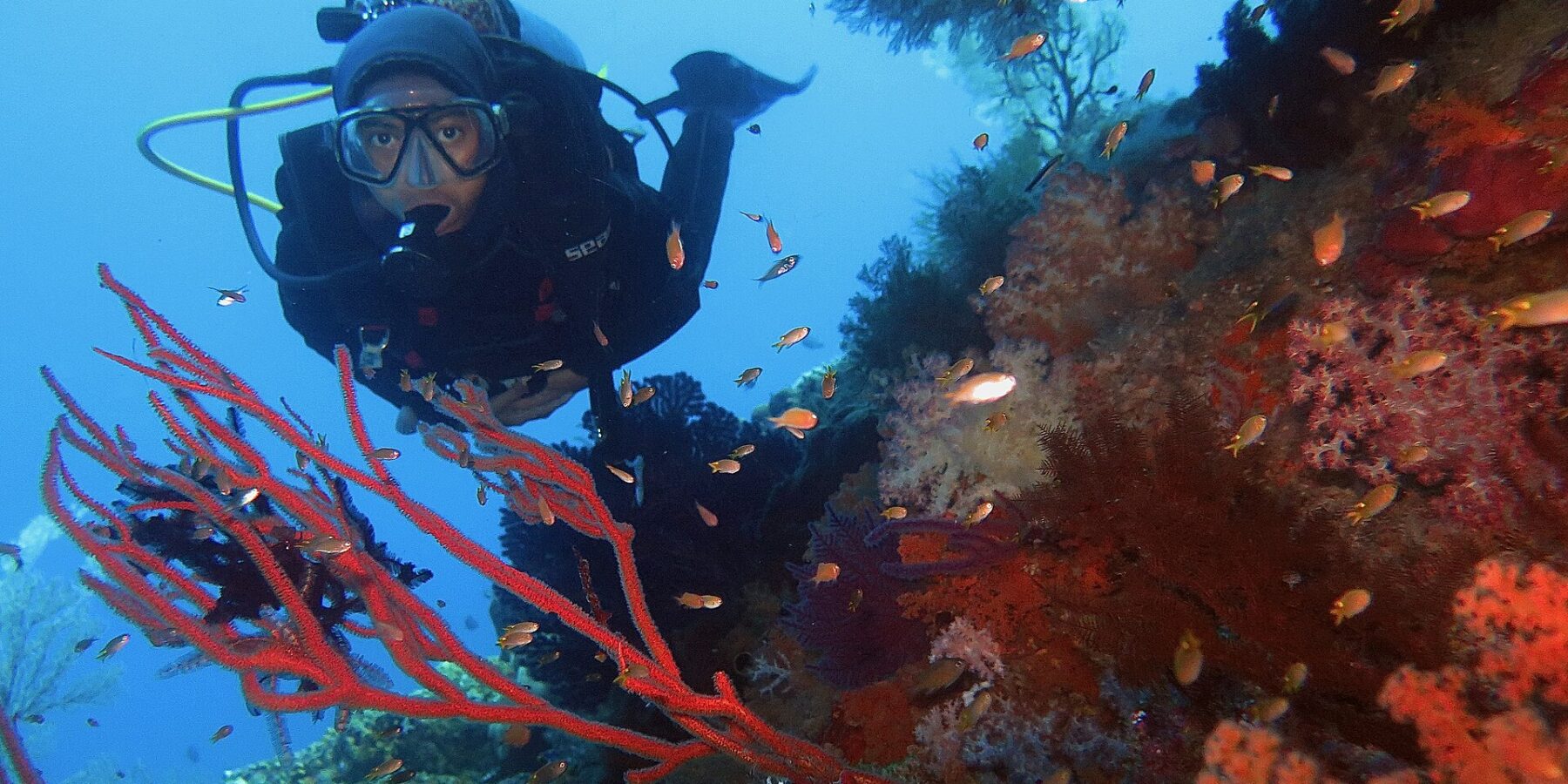 A diver in a black wetsuit facing the camera, framed by red sea fans and orange soft corals where small anthias swim, against blue water.