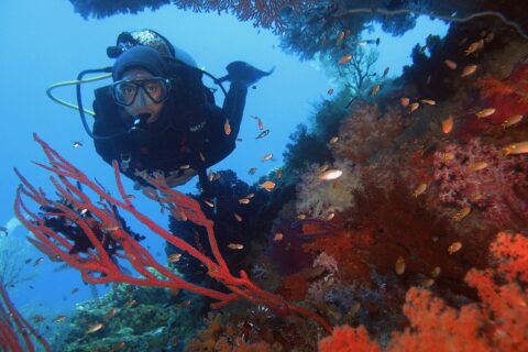 A diver in a black wetsuit facing the camera, framed by red sea fans and orange soft corals where small anthias swim, against blue water.
