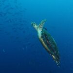 A sea turtle rising diagonally through the blue, front flippers raised and its dark shell covered in algae, in front of a school of fusiliers on the left.