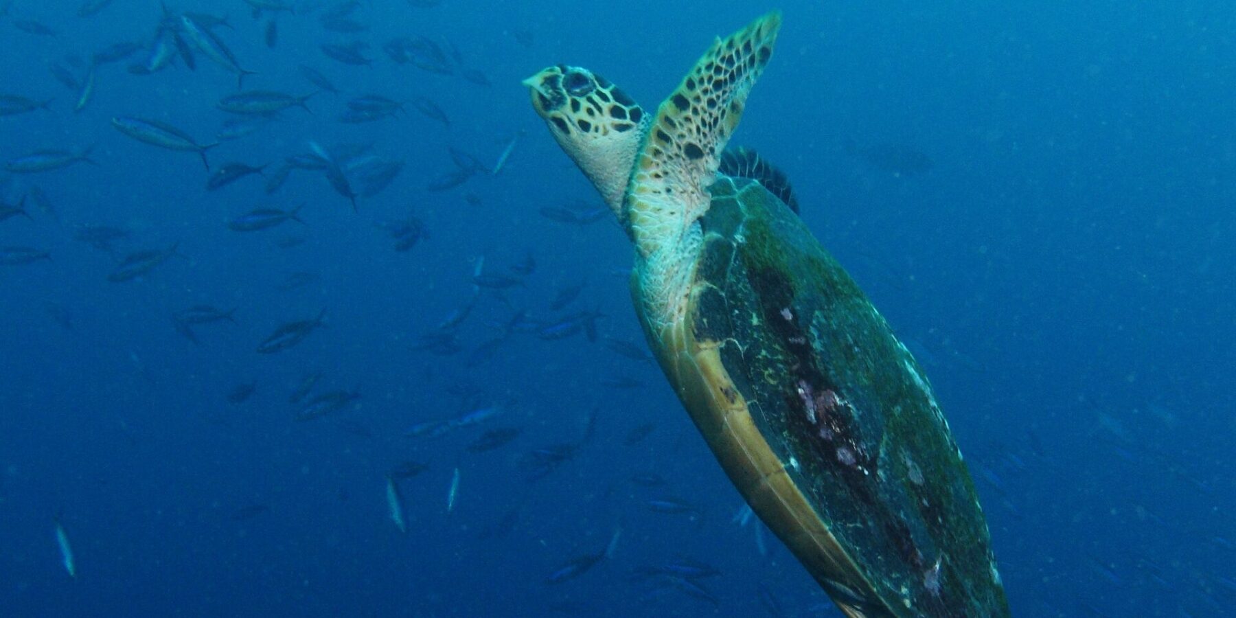 A sea turtle rising diagonally through the blue, front flippers raised and its dark shell covered in algae, in front of a school of fusiliers on the left.
