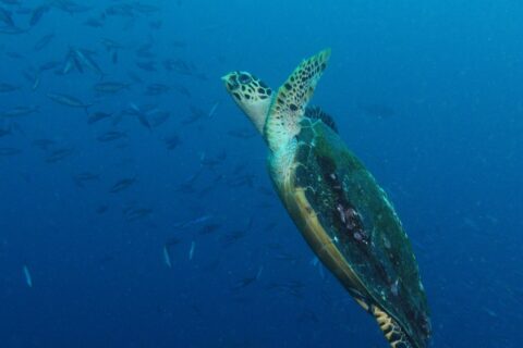 A sea turtle rising diagonally through the blue, front flippers raised and its dark shell covered in algae, in front of a school of fusiliers on the left.
