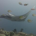 A gray manta ray gliding to the left over a reef of leather corals, surrounded by damselfish in the foreground, in blue-gray water.