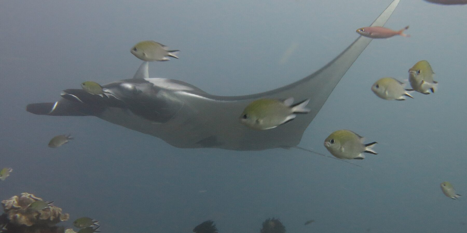 A gray manta ray gliding to the left over a reef of leather corals, surrounded by damselfish in the foreground, in blue-gray water.