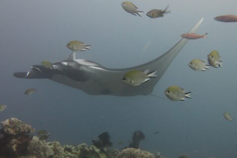 A gray manta ray gliding to the left over a reef of leather corals, surrounded by damselfish in the foreground, in blue-gray water.