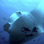 A reef manta ray seen from below, very close, its white belly spotted with black and its cephalic fins unrolled, surrounded by fish in the blue