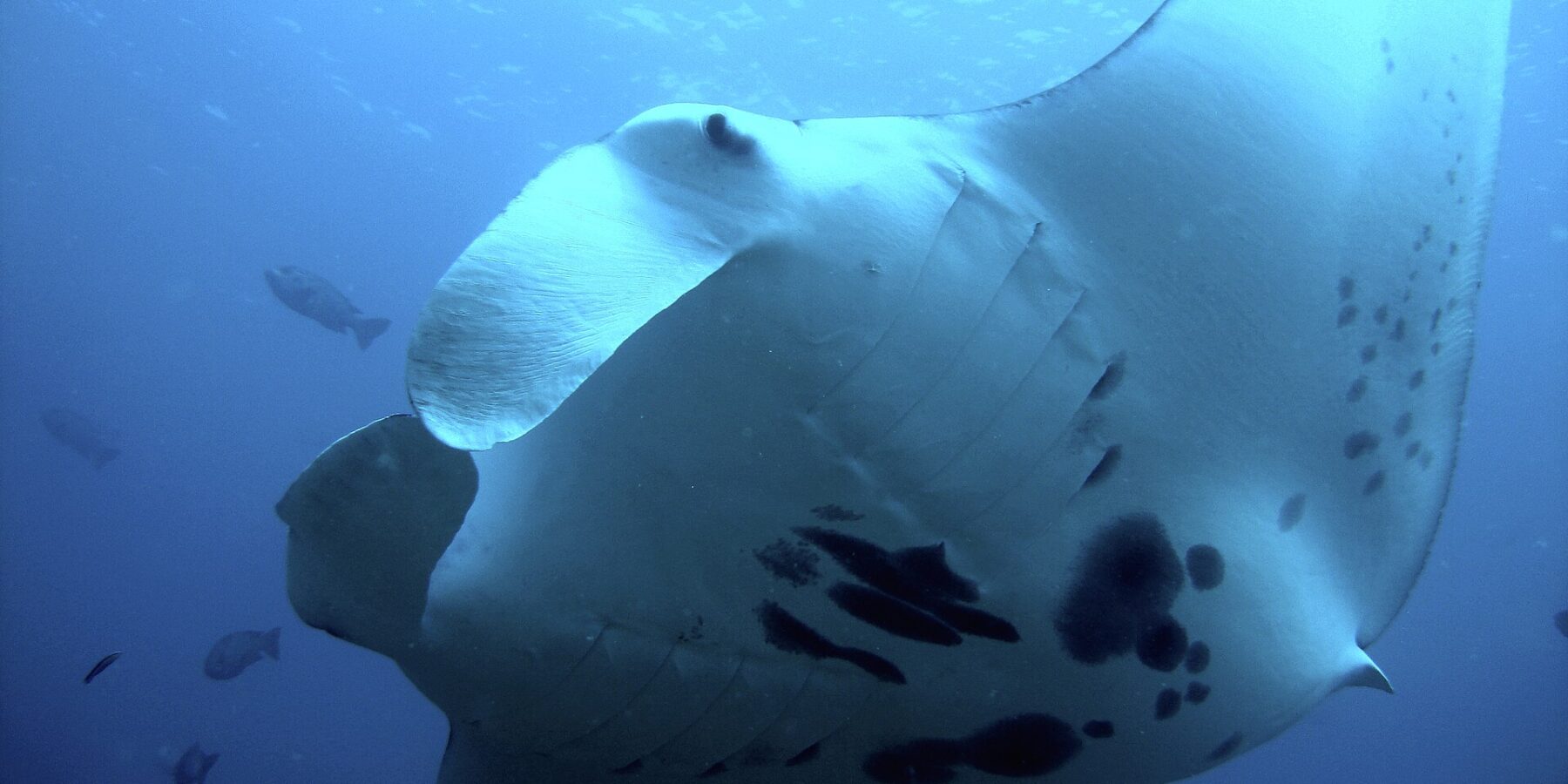 A reef manta ray seen from below, very close, its white belly spotted with black and its cephalic fins unrolled, surrounded by fish in the blue