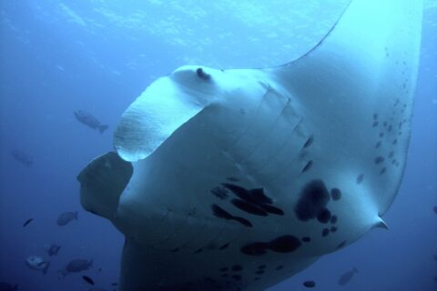 A reef manta ray seen from below, very close, its white belly spotted with black and its cephalic fins unrolled, surrounded by fish in the blue
