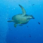 A green turtle swimming to the right in open blue water, two yellowish remoras under its plastron, next to a column of divers' bubbles and small fish.