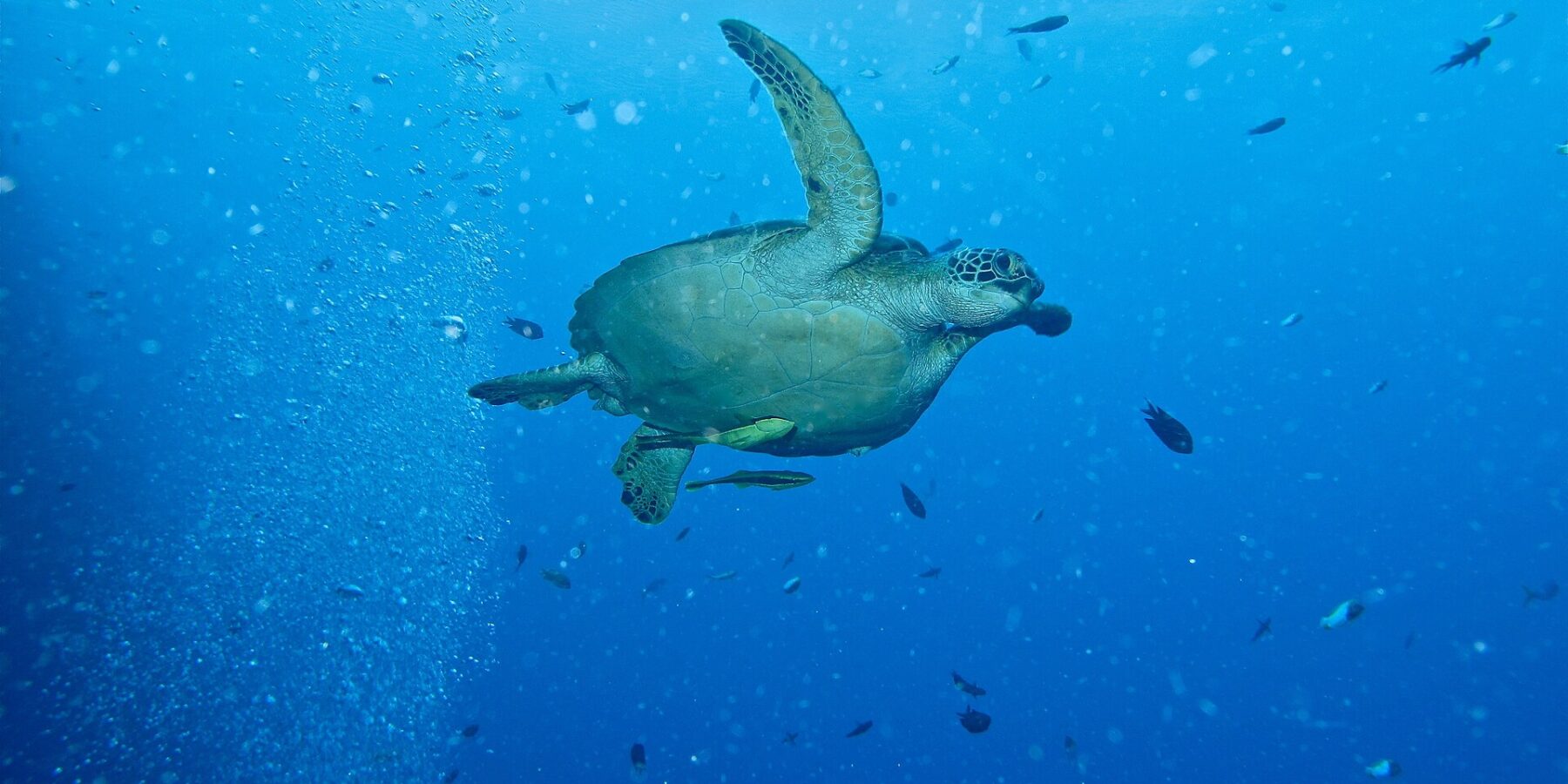 A green turtle swimming to the right in open blue water, two yellowish remoras under its plastron, next to a column of divers' bubbles and small fish.