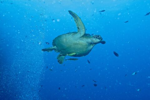 A green turtle swimming to the right in open blue water, two yellowish remoras under its plastron, next to a column of divers' bubbles and small fish.