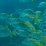 A tight school of yellow snappers with bright yellow fins, seen side-on in blue-green water, on the Cabo Pulmo reef