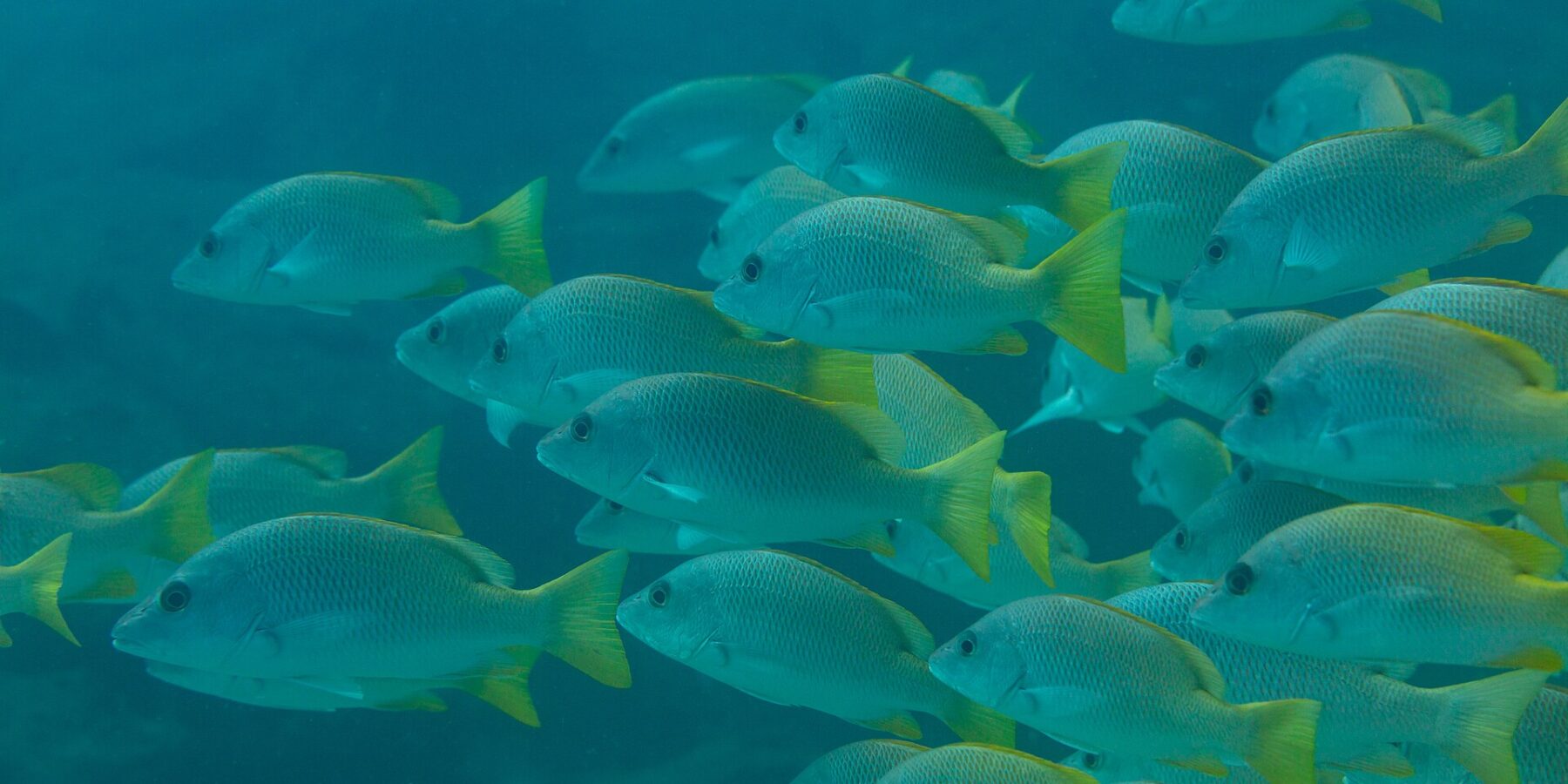 A tight school of yellow snappers with bright yellow fins, seen side-on in blue-green water, on the Cabo Pulmo reef