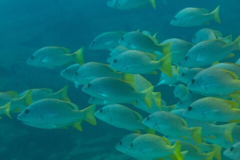 A tight school of yellow snappers with bright yellow fins, seen side-on in blue-green water, on the Cabo Pulmo reef