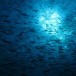 A huge school of fish in silhouette, seen from below against the sunlight sparkling under the surface, in deep blue water.