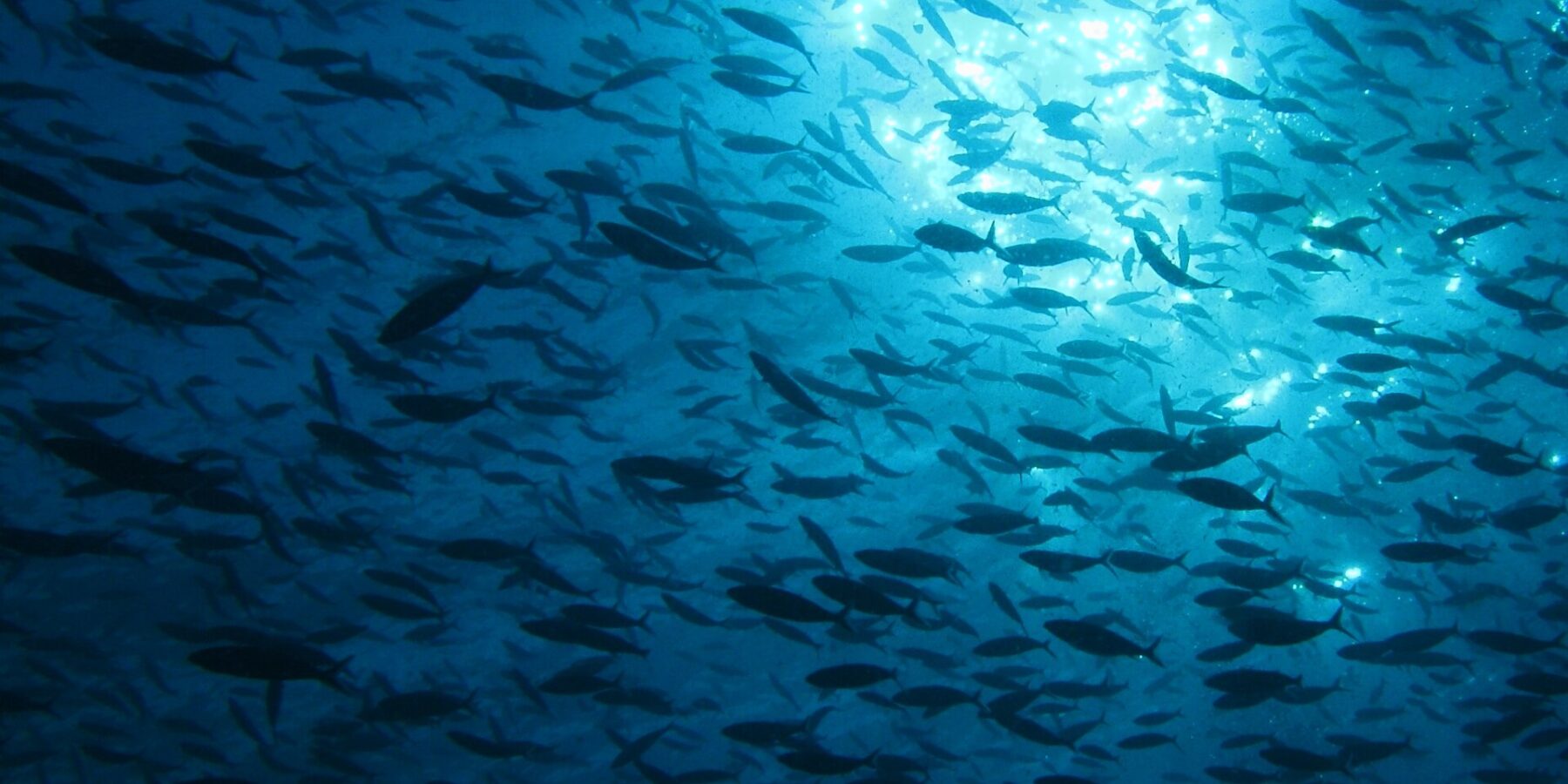 A huge school of fish in silhouette, seen from below against the sunlight sparkling under the surface, in deep blue water.
