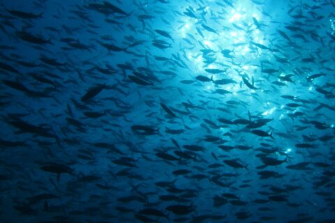 A huge school of fish in silhouette, seen from below against the sunlight sparkling under the surface, in deep blue water.