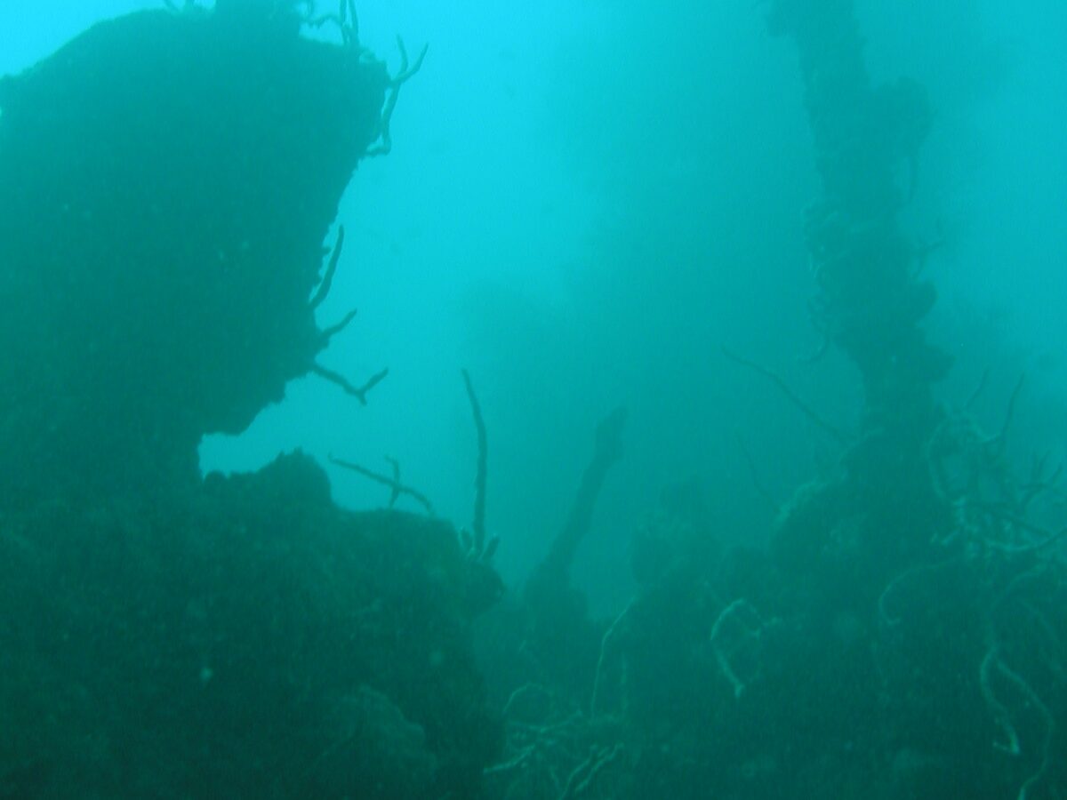 In murky green-turquoise water, the dark silhouette of a wreck whose mast, covered in whip corals, rises on the right above an encrusted superstructure.