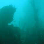 In murky green-turquoise water, the dark silhouette of a wreck whose mast, covered in whip corals, rises on the right above an encrusted superstructure.