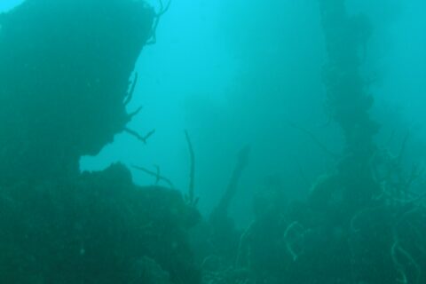 In murky green-turquoise water, the dark silhouette of a wreck whose mast, covered in whip corals, rises on the right above an encrusted superstructure.