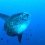 A gray sunfish with pale spots, seen three-quarters on in open blue water, its long dorsal and anal fins stretched out, surrounded by small reef fish.