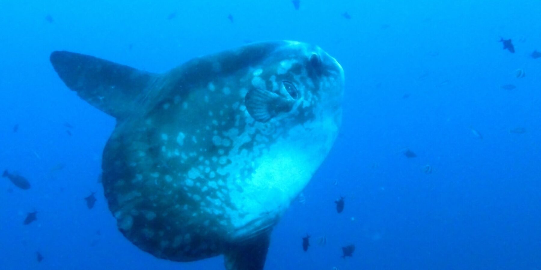 A gray sunfish with pale spots, seen three-quarters on in open blue water, its long dorsal and anal fins stretched out, surrounded by small reef fish.