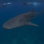 A white-spotted whale shark swims below three snorkelers at the surface, in dark blue water