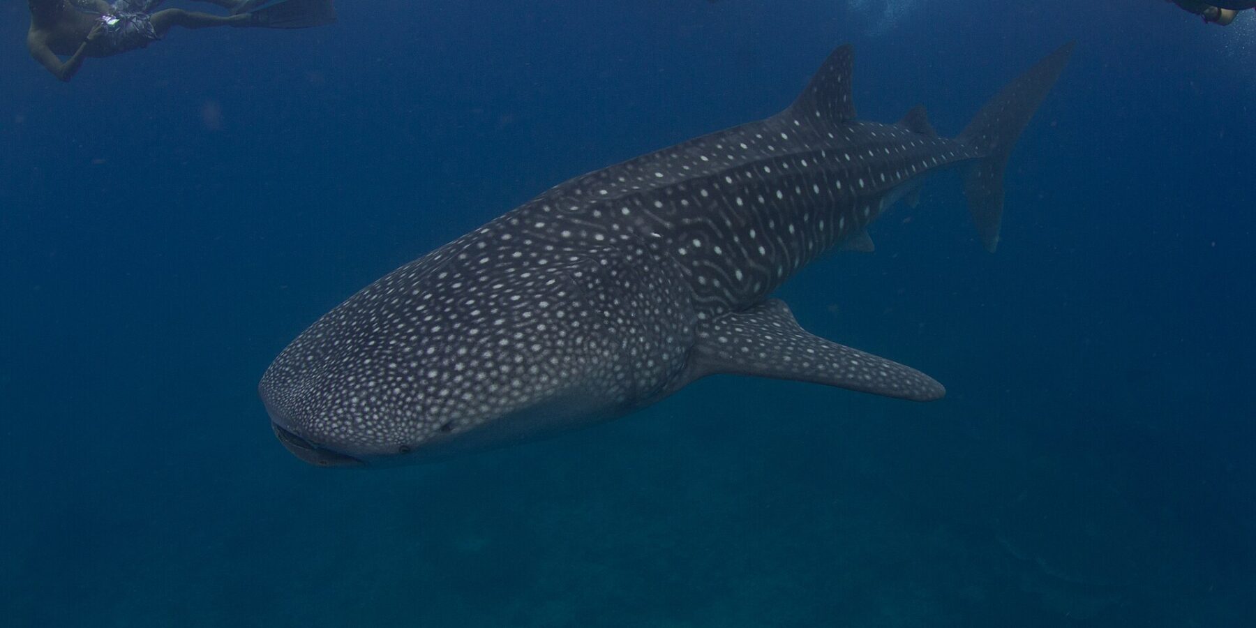 A white-spotted whale shark swims below three snorkelers at the surface, in dark blue water